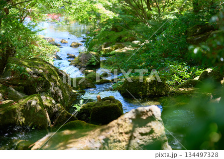苔むした岩の間を清らかな水が流れる新緑の美しい日本庭園 134497328