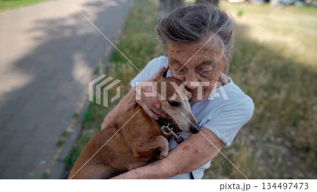 Animal theme is a lonely old woman best friend. Caucasian 90 years old senior female is happy to spend time with her pet small dachshund dog, holding her in her arms, hugging hugs and kisses outdoor 134497473