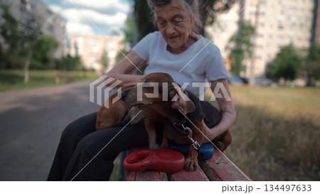 Animal theme is a lonely old woman best friend. Caucasian 90 years old senior female is happy to spend time with her pet small dachshund dog, holding her in her arms, hugging hugs and kisses outdoor 134497633