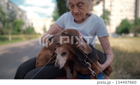 Animal theme is a lonely old woman best friend. Caucasian 90 years old senior female is happy to spend time with her pet small dachshund dog, holding her in her arms, hugging hugs and kisses outdoor Animal theme is a lonely old woman best friend. Caucasian 90 years old senior female is happy to spend time with her pet small dachshund dog, holding her in her arms, hugging hugs and kisses outdoor 134497660