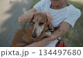 Animal theme is a lonely old woman best friend. Caucasian 90 years old senior female is happy to spend time with her pet small dachshund dog, holding her in her arms, hugging hugs and kisses outdoor 134497680