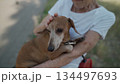 Happy senior woman holds a small dachshund dog in her arms, smiles hugs, presses and shows love to her pet on a bench in the park. Female 90 years old spends time with her best friend pet on street 134497693