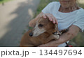 Happy senior woman holds a small dachshund dog in her arms, smiles hugs, presses and shows love to her pet on a bench in the park. Female 90 years old spends time with her best friend pet on street 134497694
