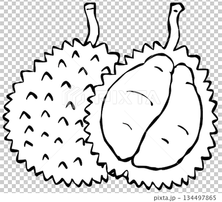 [Line drawing] Fruit_Durian 134497865