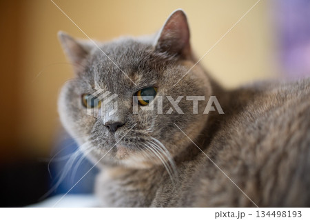 close-up of a grey British cat sitting quietly in a room 134498193