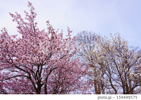北海道の公園に咲く桜とコブシの花 134499575