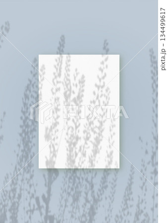 Natural light casts shadows from wild grass on an rectangle sheet of white paper lying on a vertical blue background. Mockup 134499617