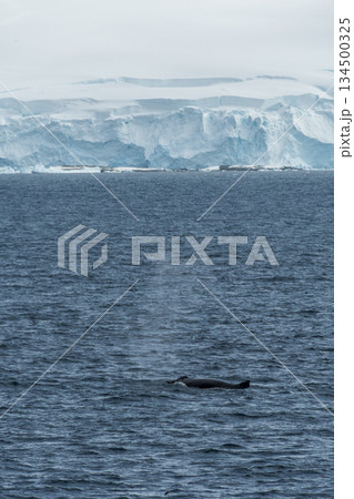 Diving whale in the antarctic 134500325