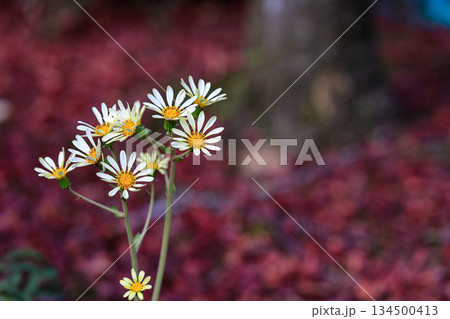 Wayside daisy flower in nature, Autumn, Japan. Wayside daisy flower in nature, Autumn, Japan. 134500413