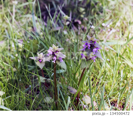 Close up. Lamium purpureum young blossom. A Wild purple flowers blooming in springtime. 134500472