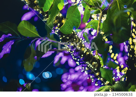 tropical tree with festive LED garland lights at night, branches wrapped in glowing holiday neon fairy lights background, creative design wallpaper, nature abstract decor tropical tree with festive LED garland lights at night, branches wrapped in glowing holiday neon fairy lights background, creative design wallpaper, nature abstract decor 134500638