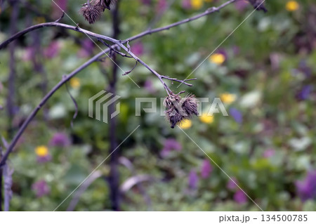 Arctium lappa, dried lesser burdock. A spring meadow with a dried burdock flowers, commonly called greater burdock, edible burdock, lappa, or beggar's buttons. 134500785