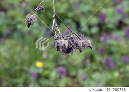 Arctium lappa, dried lesser burdock. A spring meadow with dried burdock flowers, commonly called a greater burdock, edible burdock, lappa, or beggar's buttons. 134500786