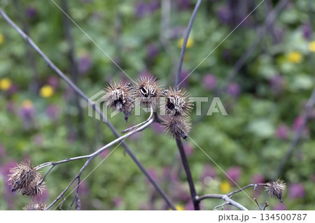 Arctium lappa, dried lesser burdock. A spring meadow with dried burdock flowers, commonly called greater burdock, edible burdock, lappa, or beggar's buttons. 134500787