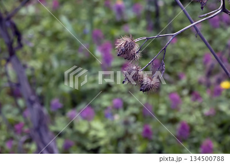 Arctium lappa, dried lesser burdock. Spring meadow with dried burdock flowers, commonly called greater burdock, edible burdock, lappa, or beggar's buttons. 134500788