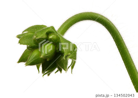 Green unopened geranium flower bud with curved stem 134502043