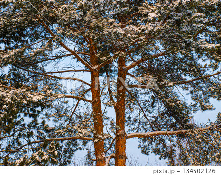 A huge Siberian spreading pine covered with snow. Early snow in December. A huge Siberian spreading pine covered with snow. Early snow in December. 134502126