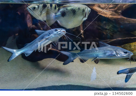 Genidens genidens, Guri sea catfish with other fish Genidens genidens, Guri sea catfish with other fish 134502600