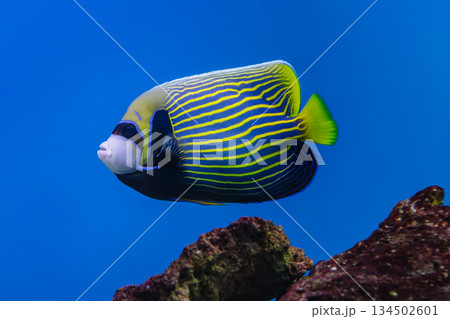 Pomacanthus imperator or emperor angelfish 134502601