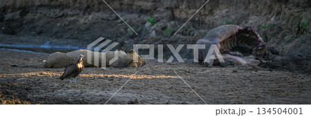 Panorama of hooded vulture by sleeping lion 134504001