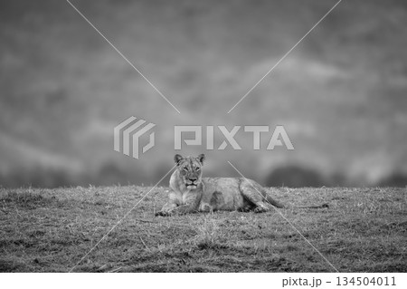 Mono lioness lies watching camera from grass Mono lioness lies watching camera from grass 134504011
