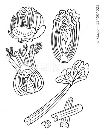Hand drawn vector illustration set of green vegetables including fennel, celery, cabbage, artichoke, and leafy greens shown whole and cut in outline style. 134504023
