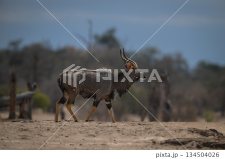 Male nyala walks across clearing near trees 134504026