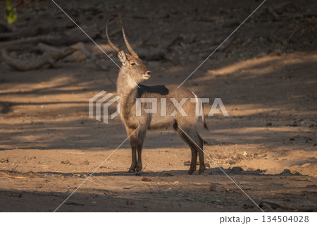Male waterbuck stands turning head in clearing 134504028
