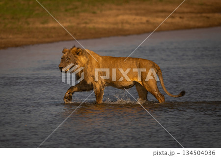 Male lion walks through water lifting foot Male lion walks through water lifting foot 134504036