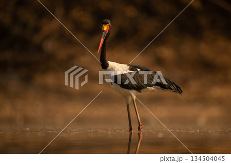Saddle-billed stork wades through pool watching camera Saddle-billed stork wades through pool watching camera 134504045