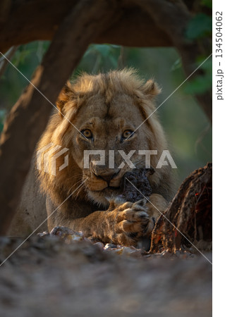 Male lion lies eyeing camera while eating 134504062