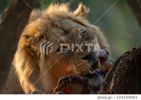 Male lion lies gnawing carcase in undergrowth Male lion lies gnawing carcase in undergrowth 134504065
