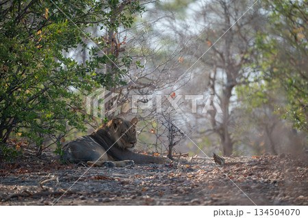 Male lion lies near bushes lowering head Male lion lies near bushes lowering head 134504070