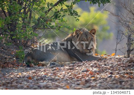 Male lion lies near bushes watching camera 134504071