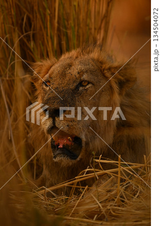 Male lion lies opening mouth in grass Male lion lies opening mouth in grass 134504072