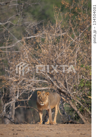 Male lion stands cocking head towards camera 134504081