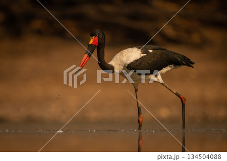 Saddle-billed stork wades through pool trailing spray Saddle-billed stork wades through pool trailing spray 134504088