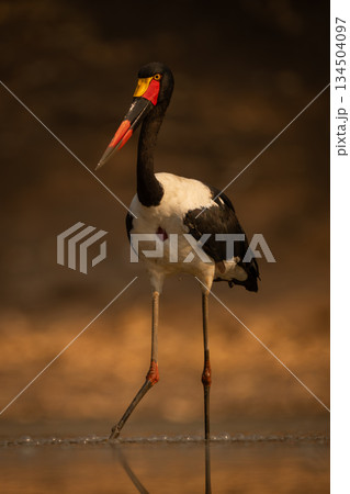 Saddle-billed stork wading through pool with catchlight Saddle-billed stork wading through pool with catchlight 134504097