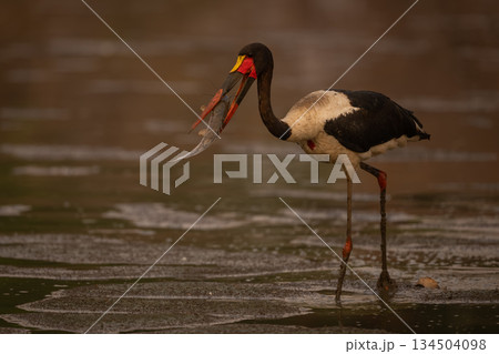 Saddle-billed stork walks across mudflats holding fish Saddle-billed stork walks across mudflats holding fish 134504098