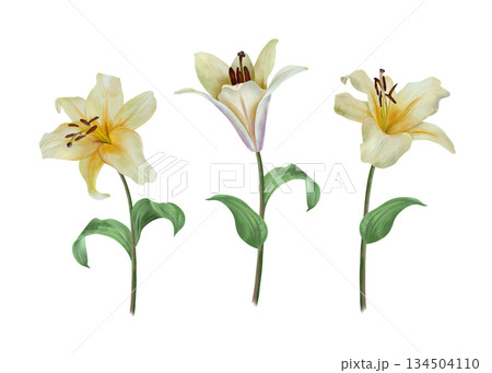 White lilies. Hand drawn watercolor illustration of pastel flowers isolated. For wedding invitations and birthday cards. Suitable for Valentines Day, Annunciation, Easter, Epiphany and funerals. 134504110