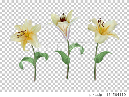 White lilies. Hand drawn watercolor illustration of pastel flowers isolated. For wedding invitations and birthday cards. Suitable for Valentines Day, Annunciation, Easter, Epiphany and funerals. 134504110