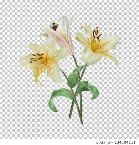 White lilies. Bouquet of delicate pastel flowers. Hand drawn watercolor illustration, isolated. For wedding invitations, birthday cards, Valentines Day, Annunciation, Easter, Epiphany and funerals. 134504111