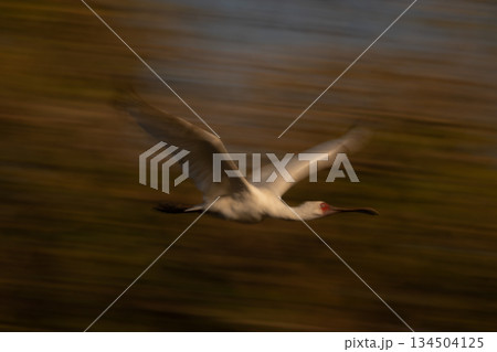 Slow pan of African spoonbill lifting wings Slow pan of African spoonbill lifting wings 134504125