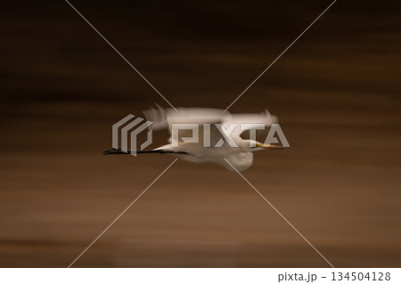 Slow pan of great egret above mudflats Slow pan of great egret above mudflats 134504128