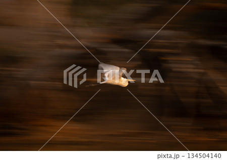 Slow pan of great egret against woods Slow pan of great egret against woods 134504140