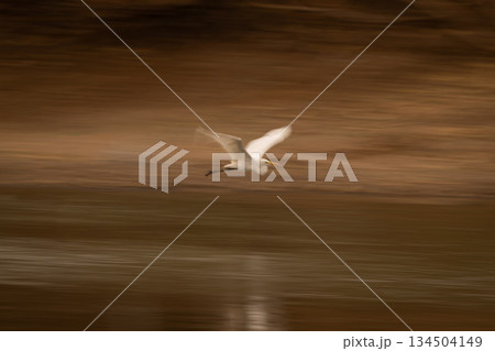Slow pan of great egret following riverbed Slow pan of great egret following riverbed 134504149