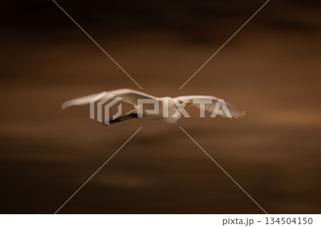 Slow pan of great egret following water Slow pan of great egret following water 134504150