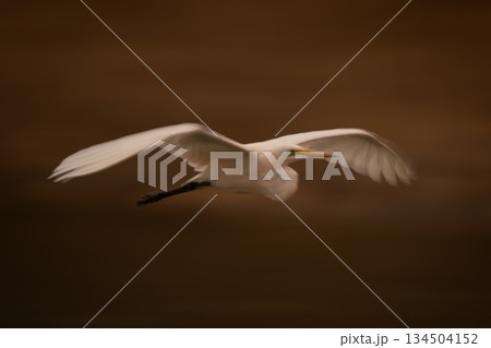 Slow pan of great egret gliding along Slow pan of great egret gliding along 134504152