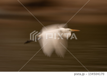 Slow pan of great egret over riverbed 134504170