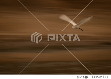 Slow pan of great egret over waterway Slow pan of great egret over waterway 134504174